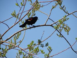 Redwinged Blackbird